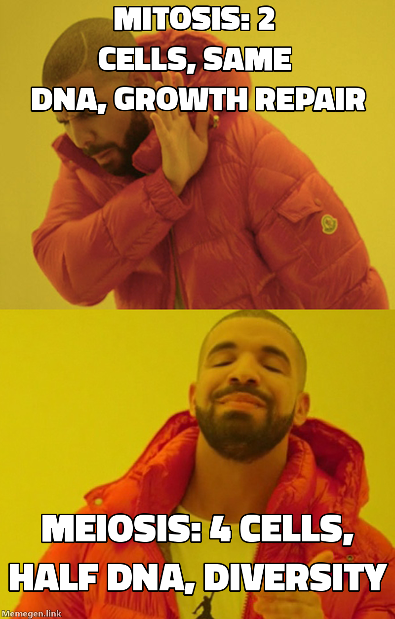 cell division: mitosis vs meiosis meme about Difference between mitosis and meiosis
