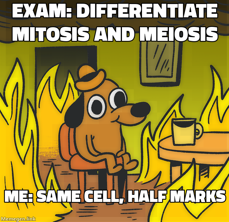 cell division: mitosis vs meiosis meme about Difference between mitosis and meiosis