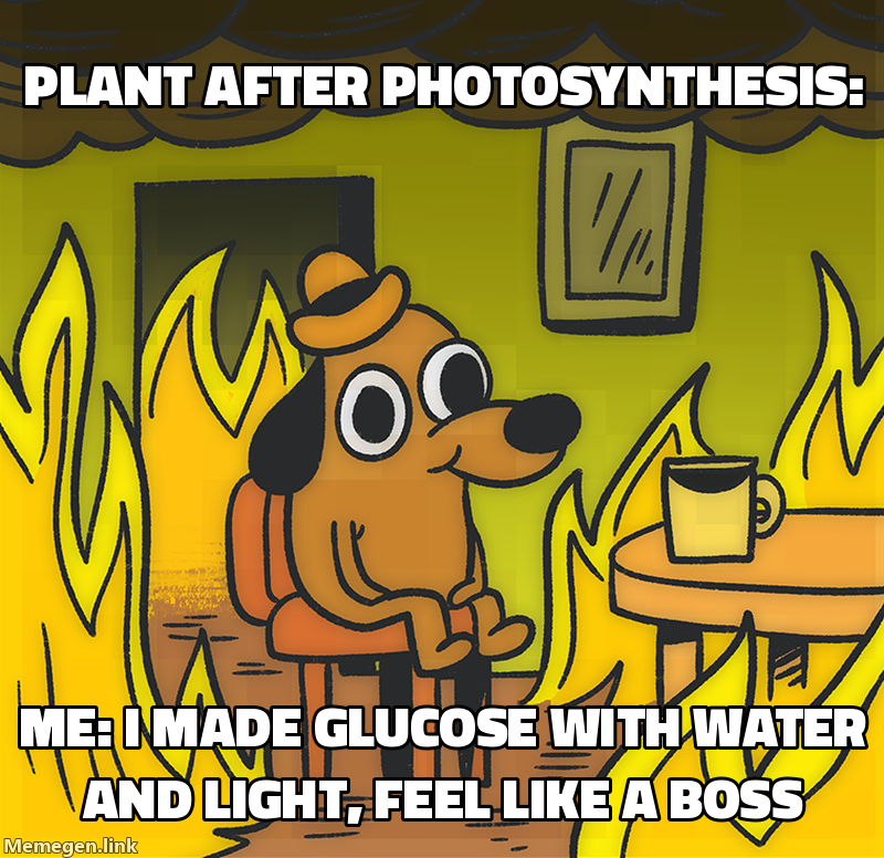 photosynthesis basics for class 10 meme about Why do plants perform photosynthesis? Explain simply for class 10.